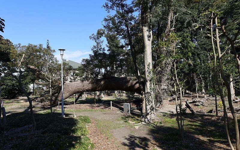 ⛩️ 이즈미아나시 신사 이미지 5